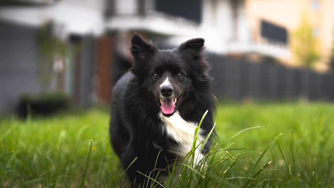 犬と遊ぶペットシッター