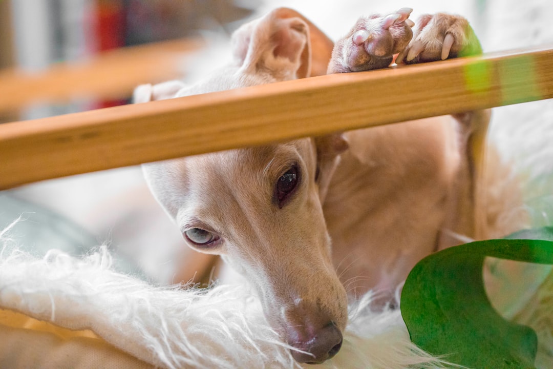自宅で犬のお手入れをする様子