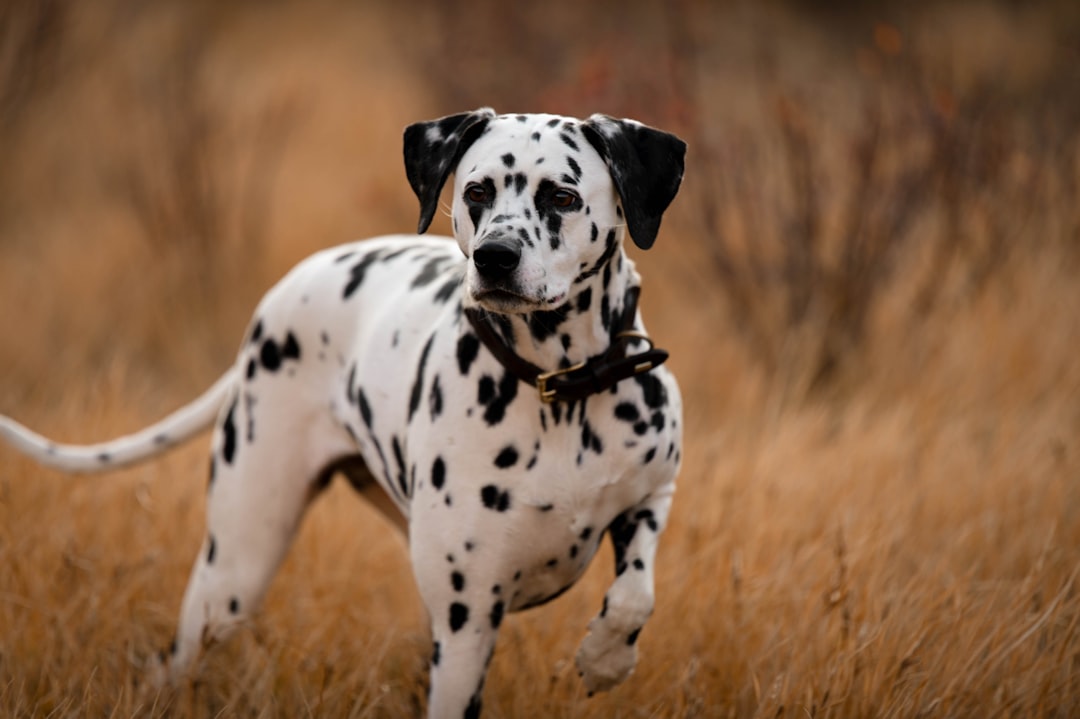 さまざまな犬種が並ぶ様子
