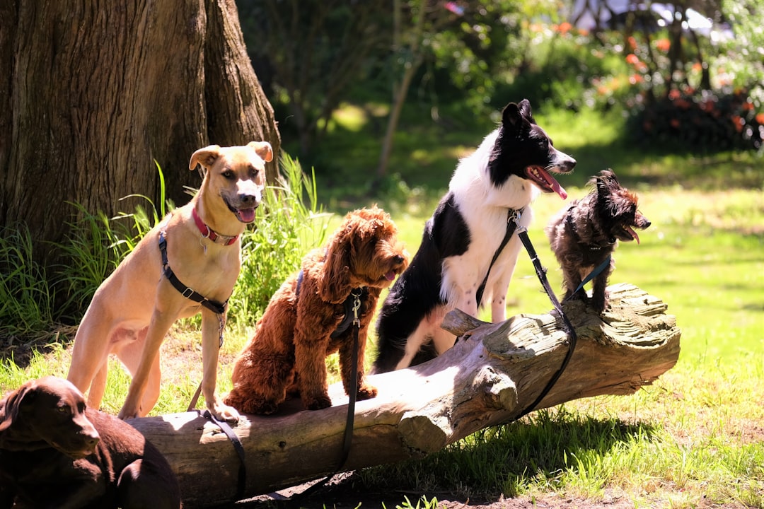 犬のしつけトレーニングの様子