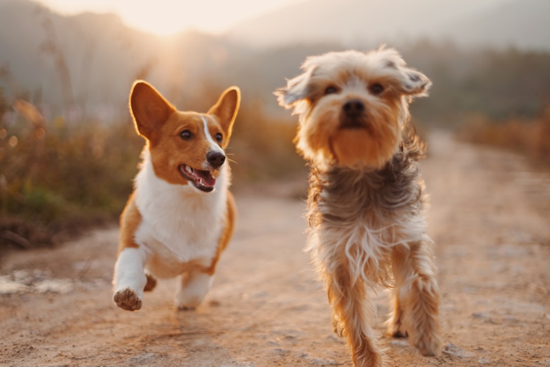 トリミングサロンで犬の毛をブラッシングする手元