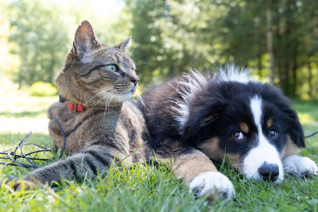 かわいい犬と猫が一緒にいるペットの写真