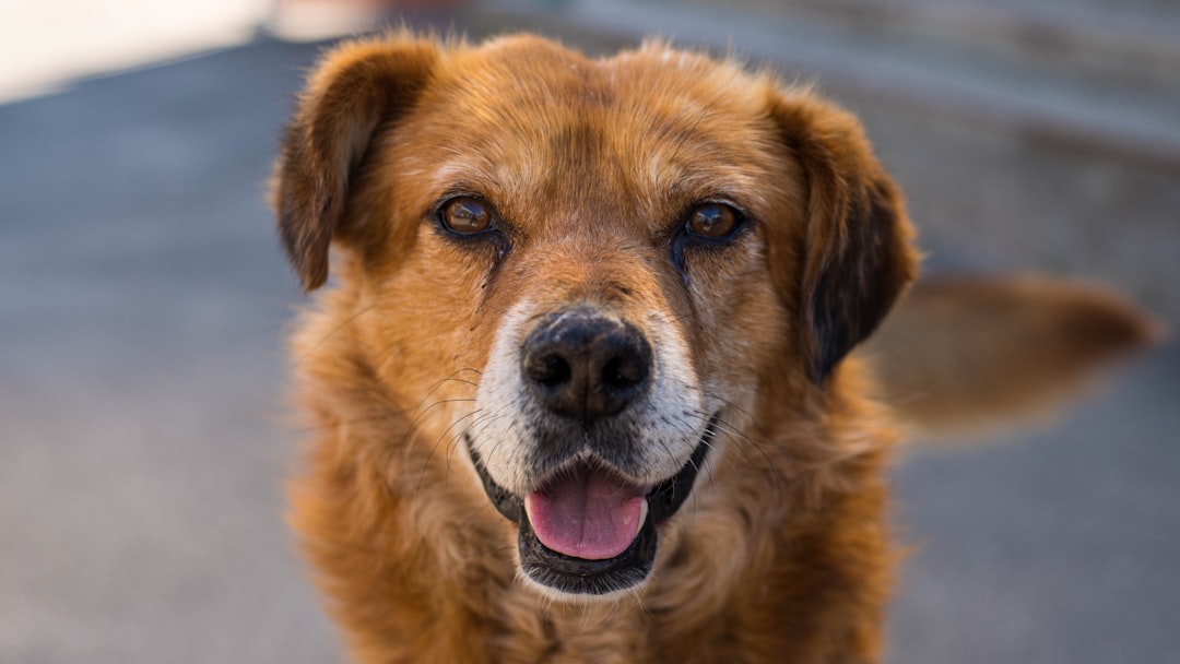 動物介護士おすすめ通信講座5選を比較【2026年版】