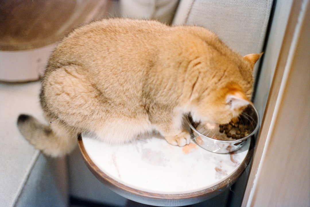 食事をする猫