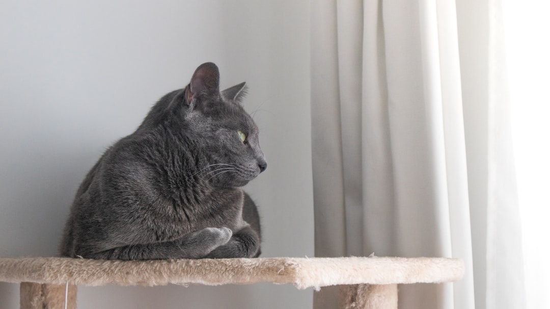 猫の資格おすすめ通信講座を比較【2026年版】