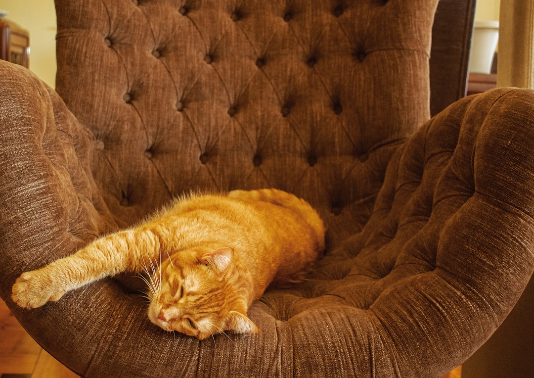 ソファでくつろぐ猫