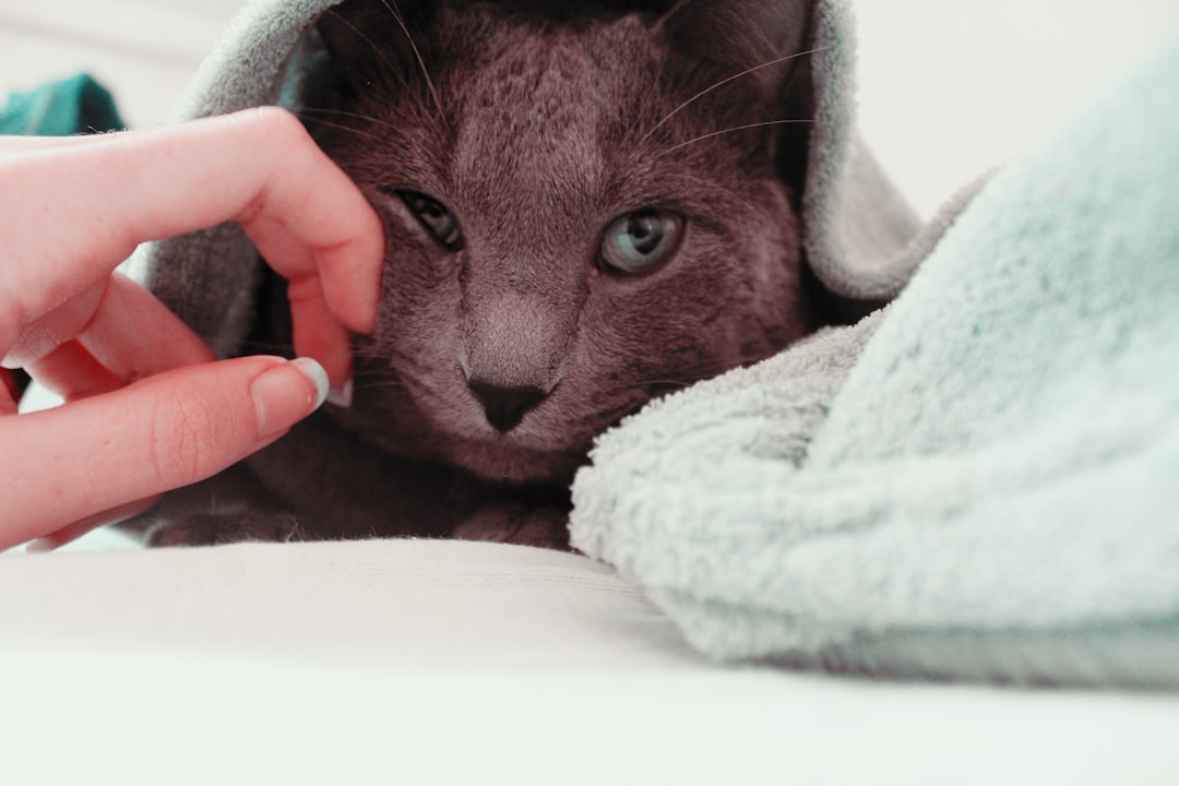 人になでられて安心する猫
