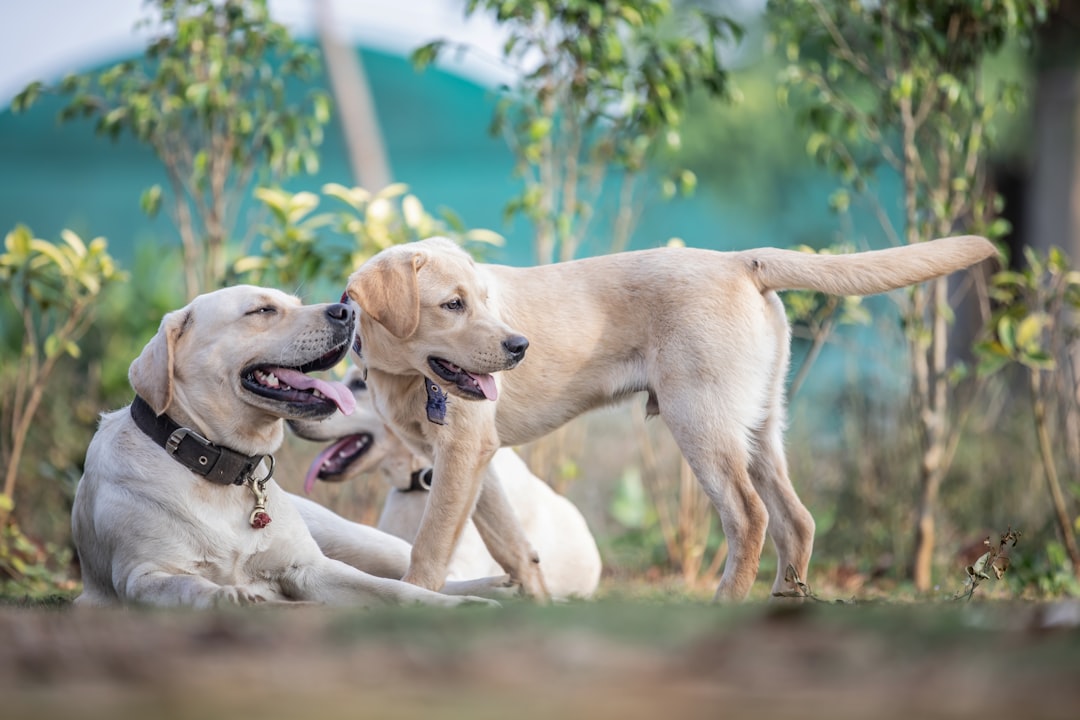 繁殖犬のイメージ