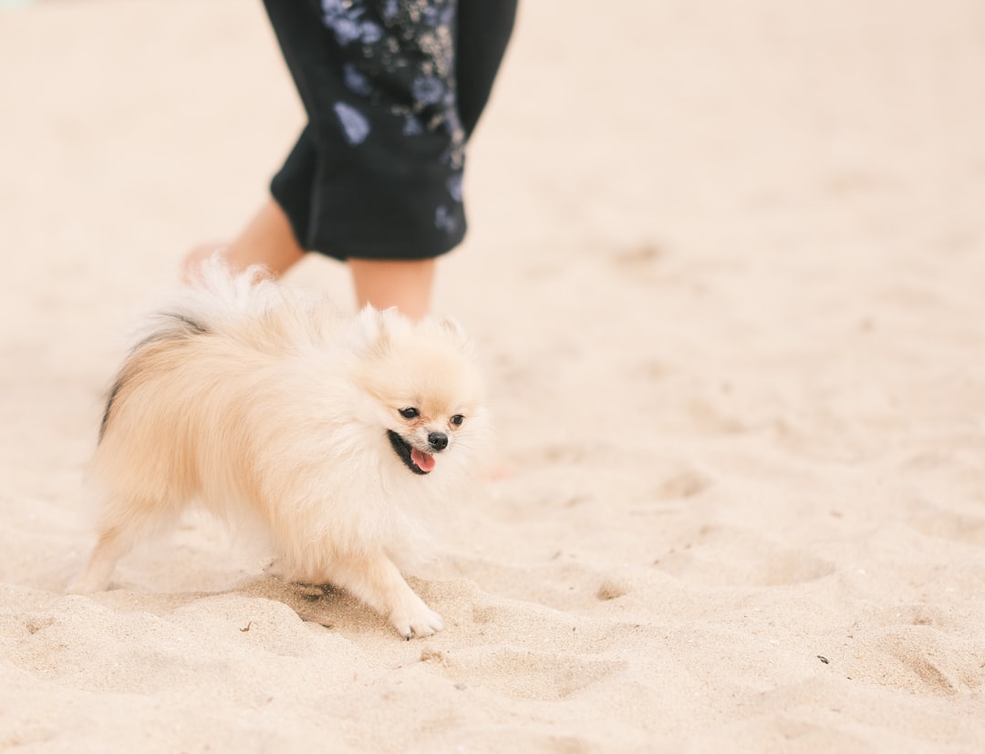 愛犬と過ごす飼い主のイメージ