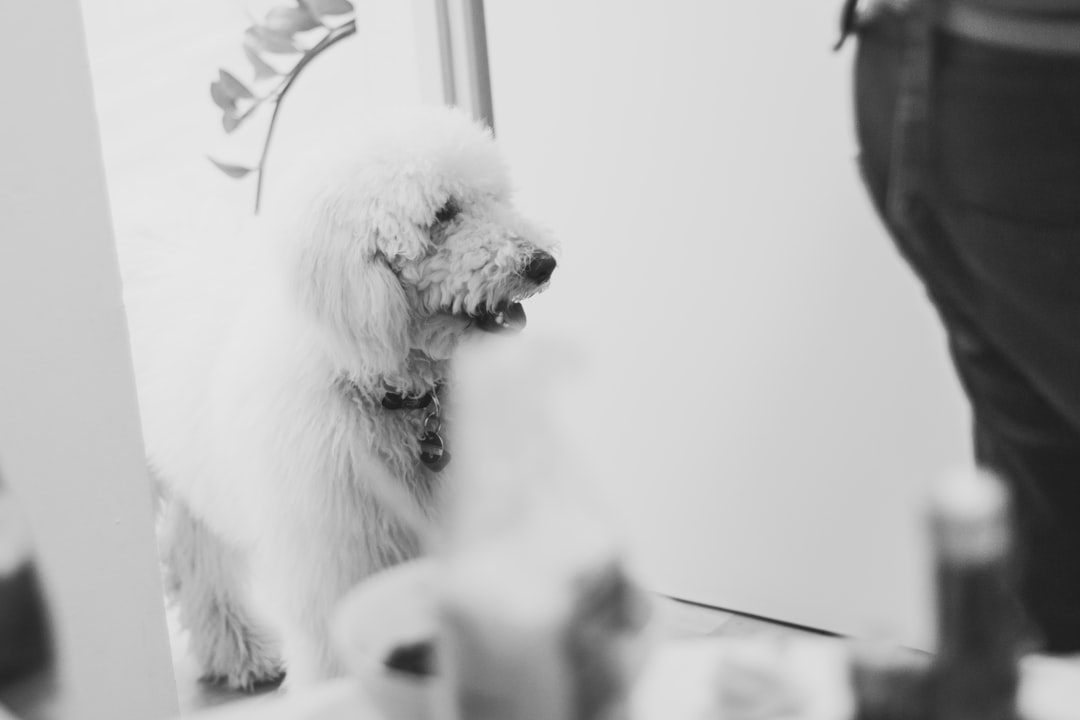 トリミングを行うトリマーと犬
