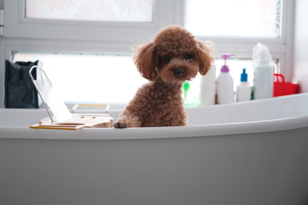 トリミングサロンでケアされる犬