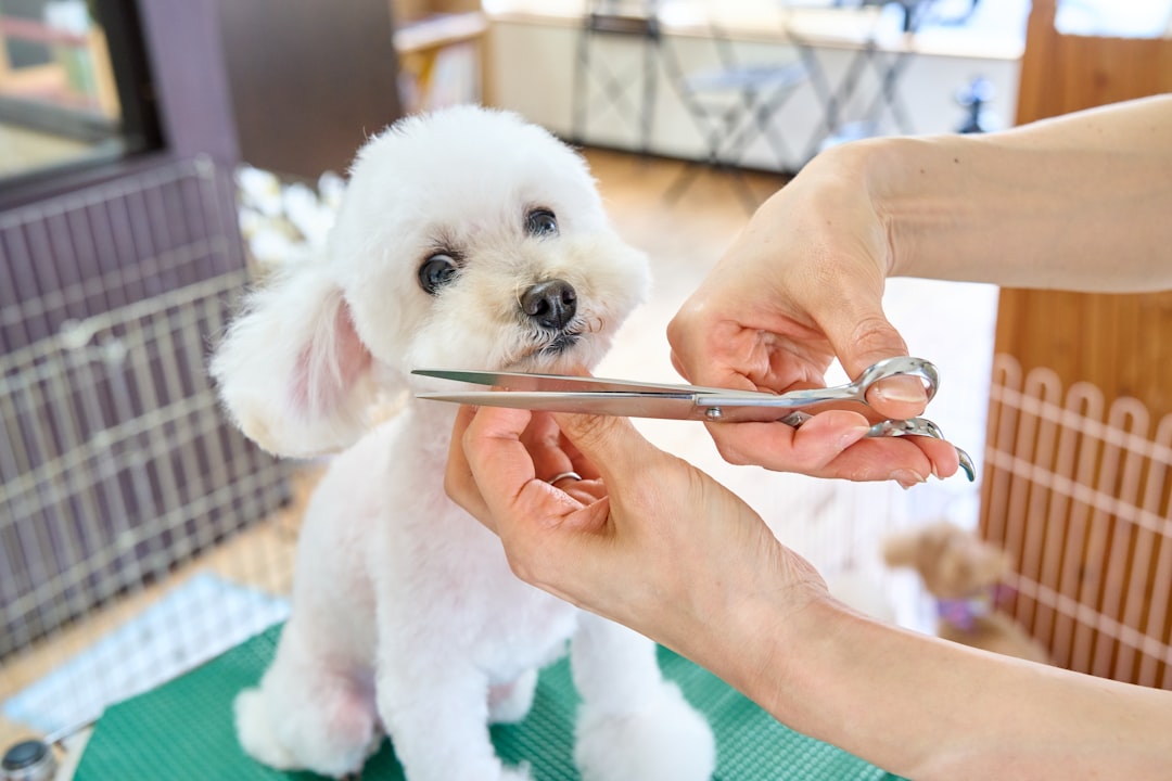 ハサミで犬をトリミングするトリマーの手元