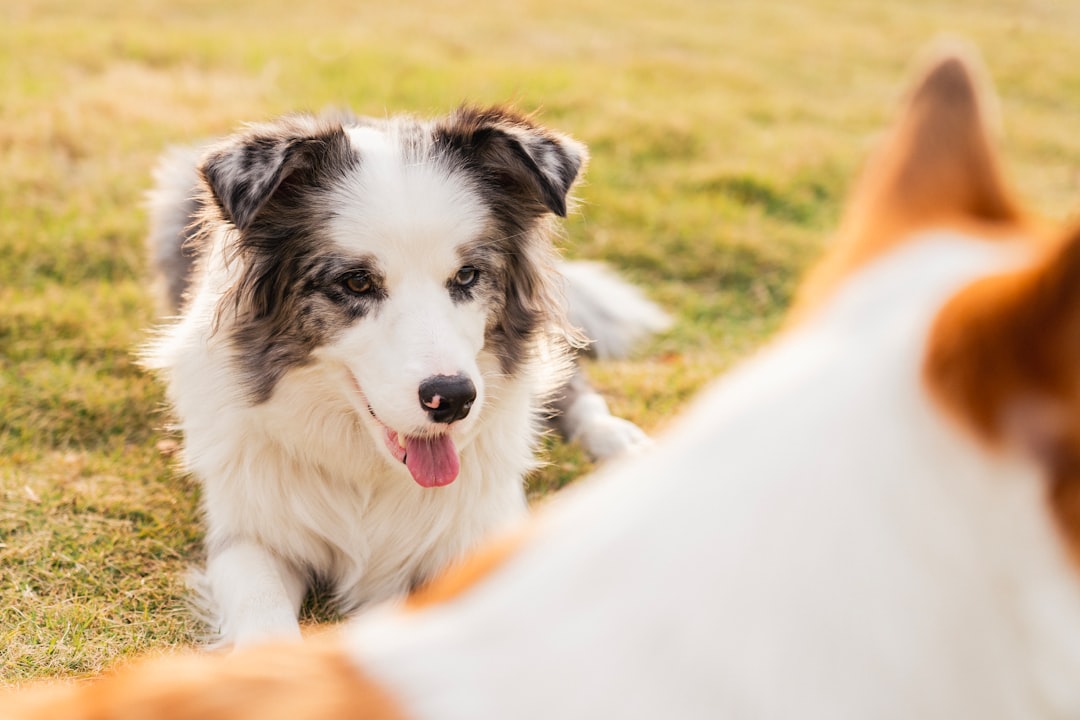 犬のしつけトレーニングの様子