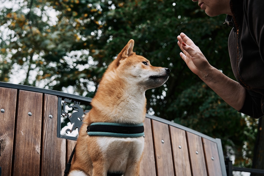 手の合図に集中する犬