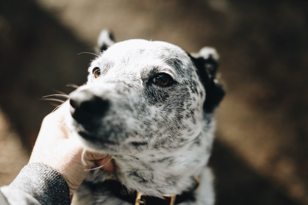 飼い主になでられる犬