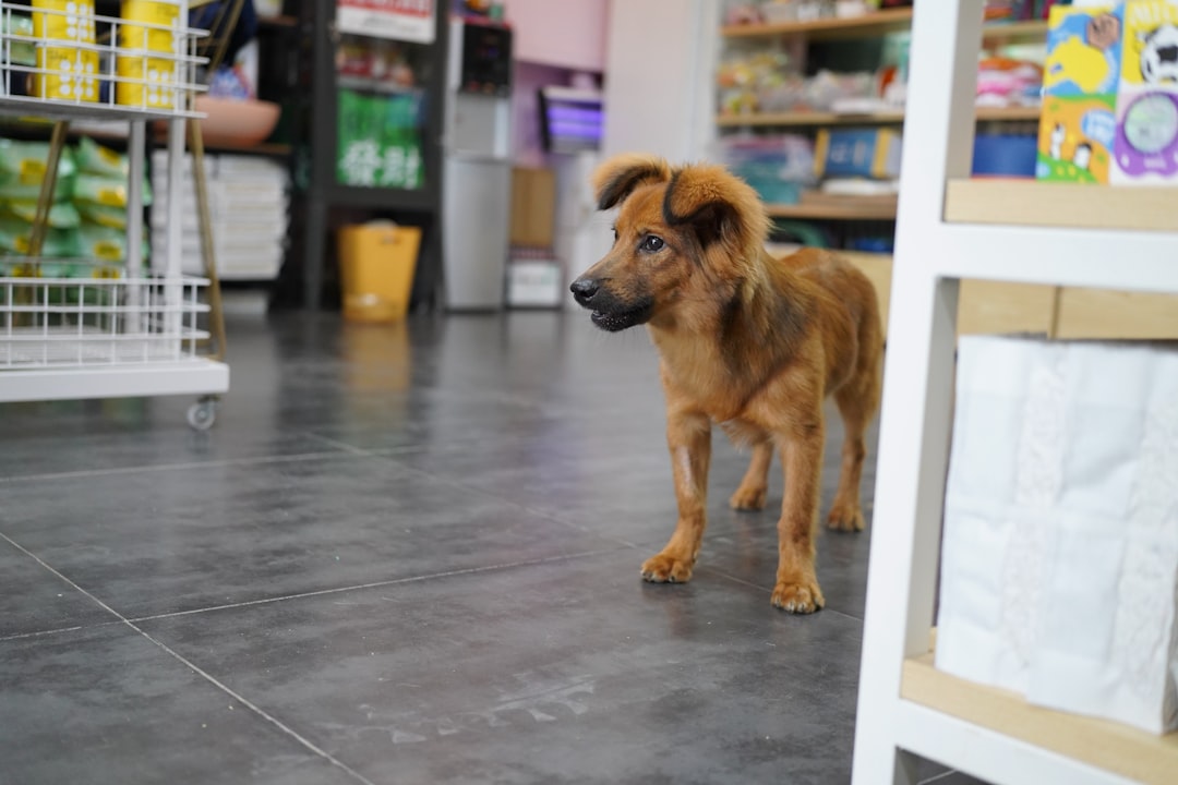 ペット業界で働くスタッフと犬