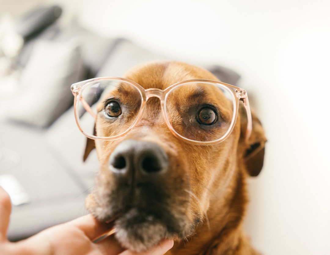 犬と一緒に自宅で学ぶ様子