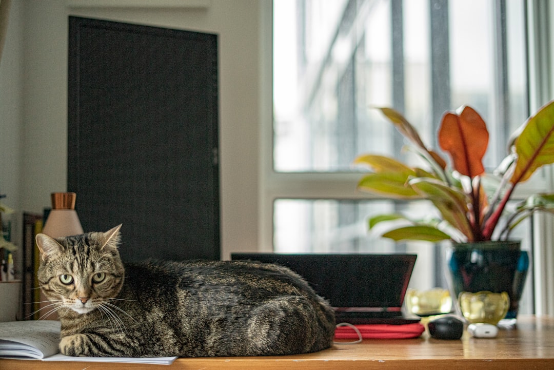 費用を比較しながら検討する様子と猫