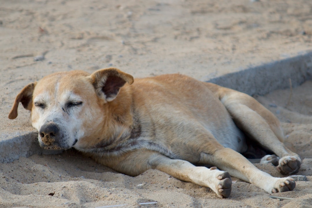 シニア犬のケアのイメージ