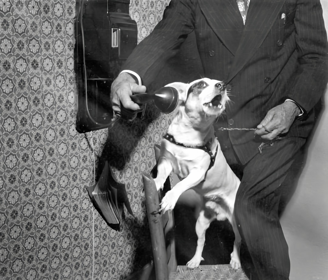 犬のグルーミングの様子