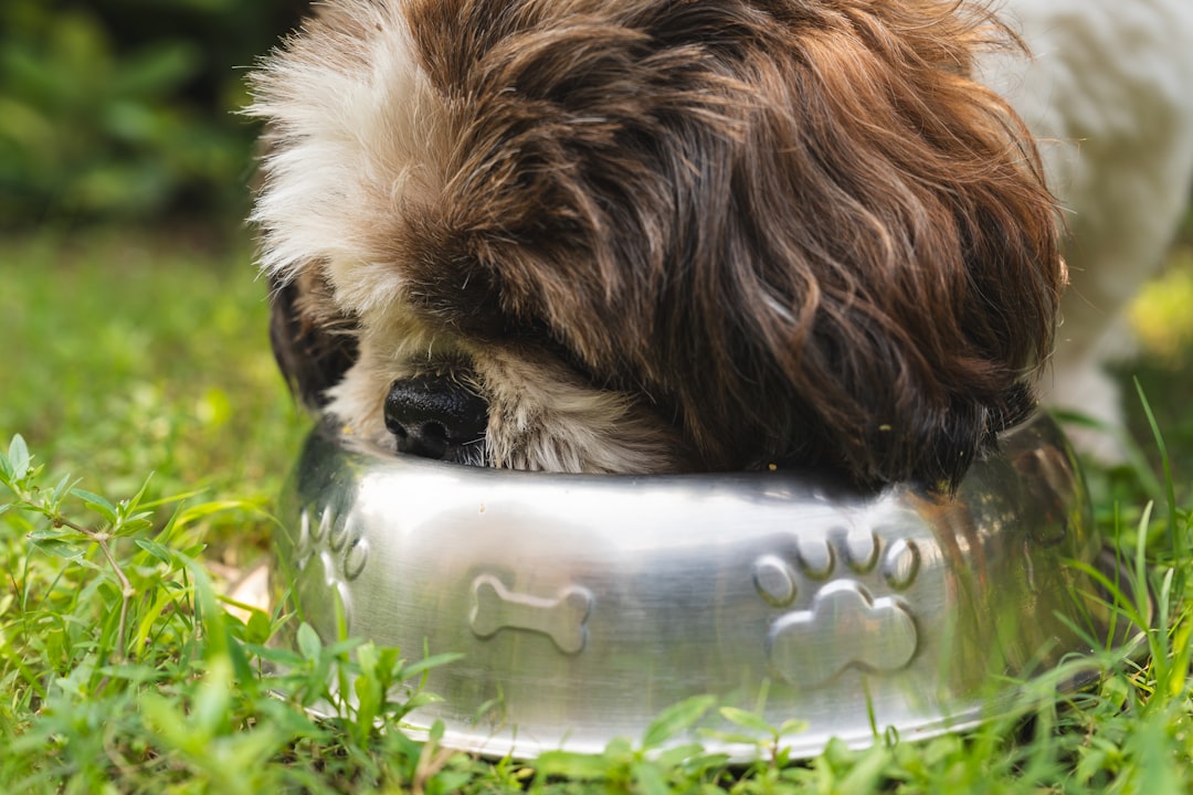 フードを食べる犬