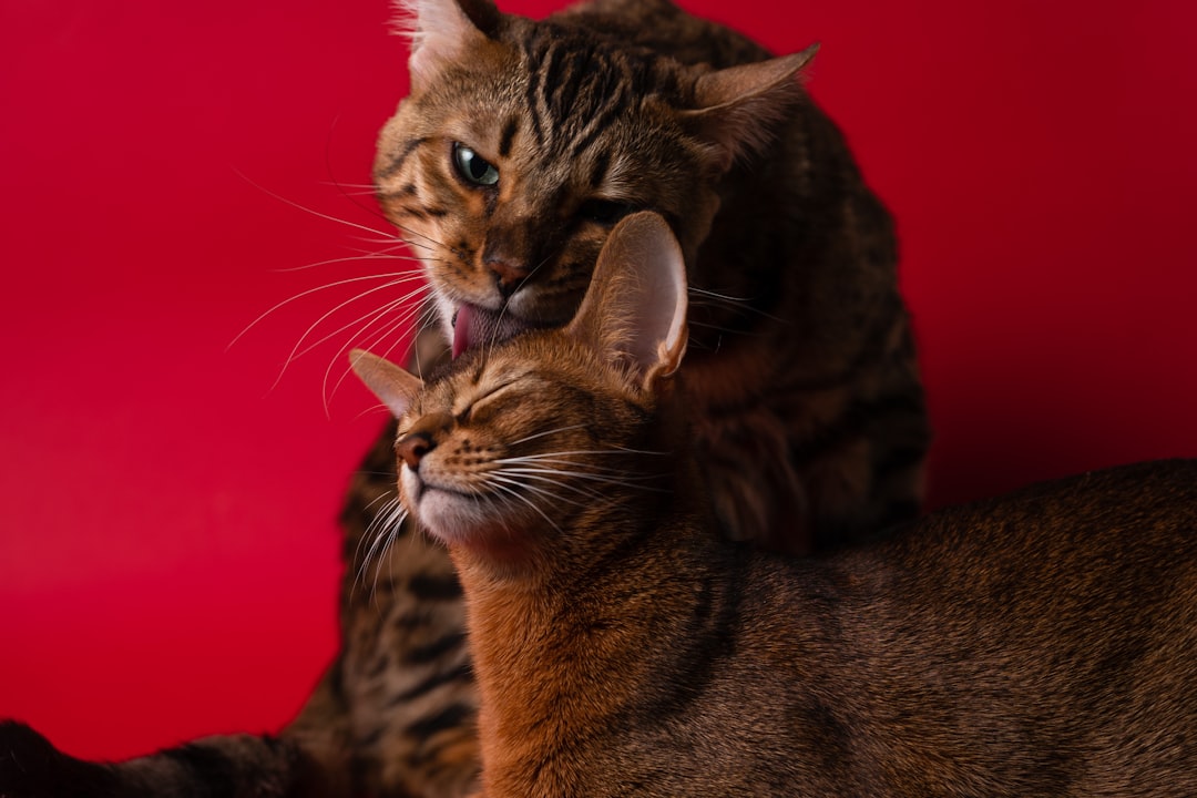 毛づくろいをし合う2匹の猫
