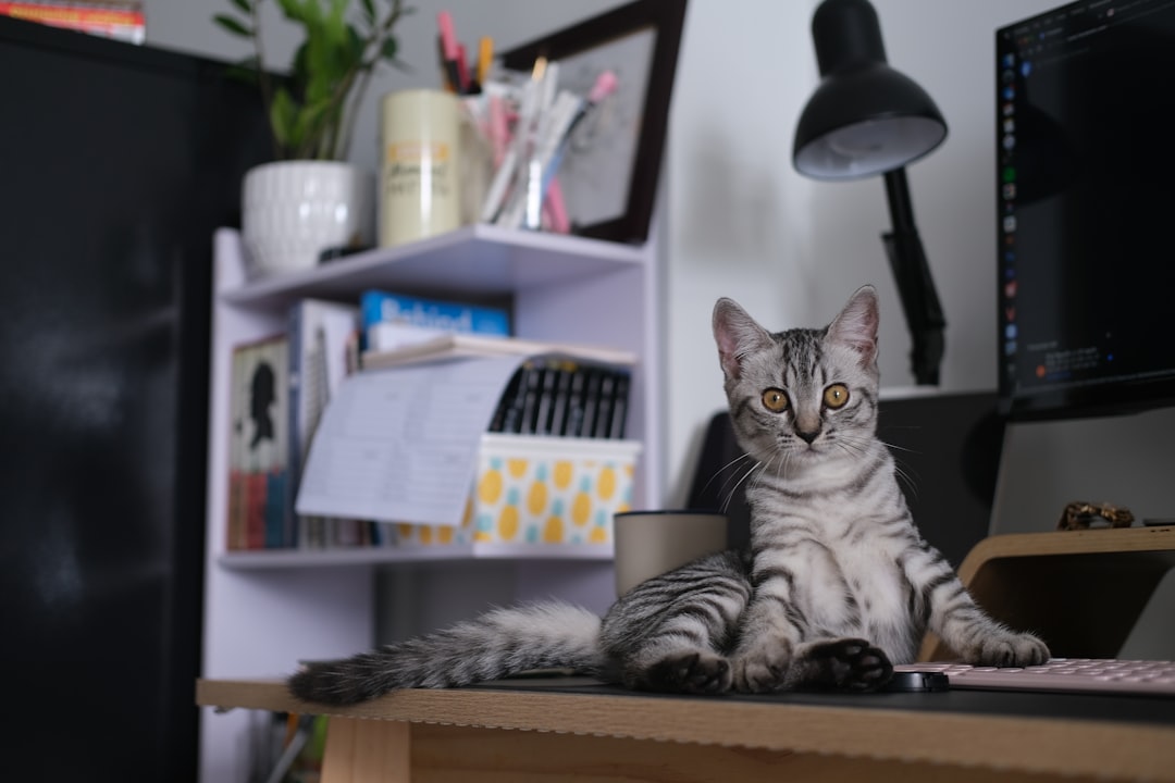 デスクでくつろぐ猫