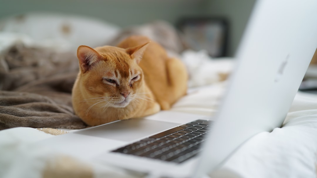 猫のそばで学習する様子