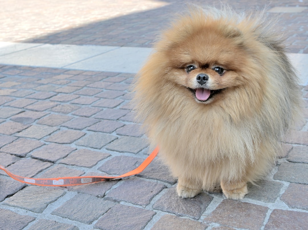 飼い主と過ごす犬