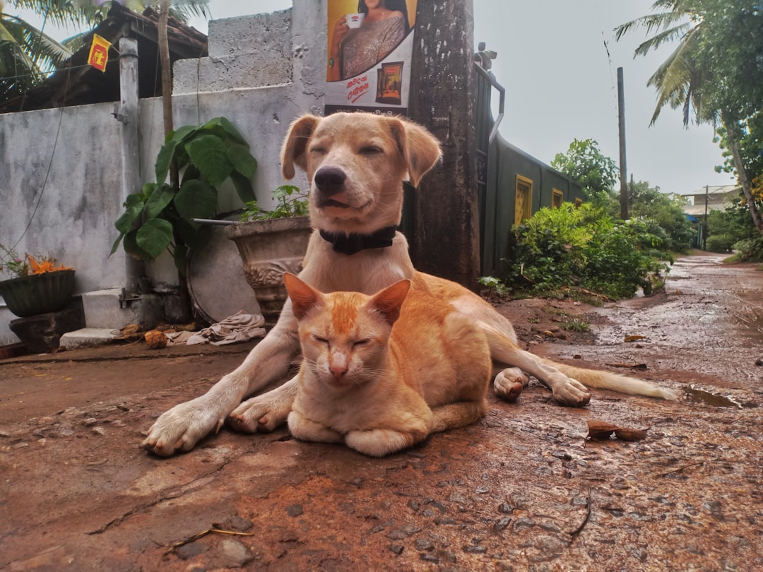 犬と猫