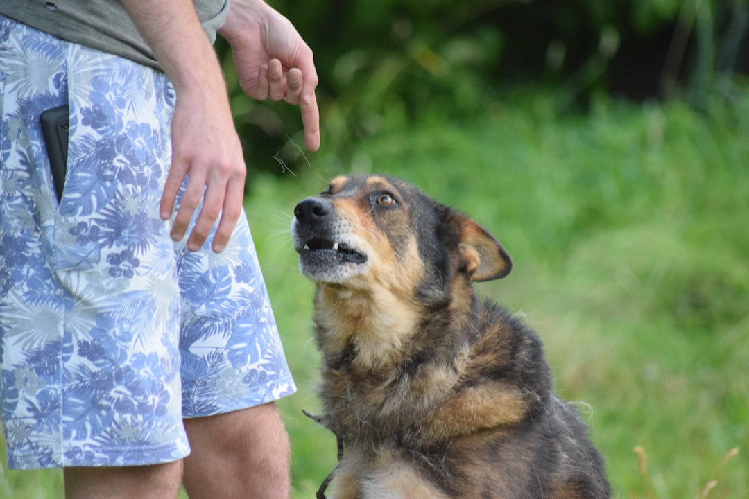 飼い主と犬