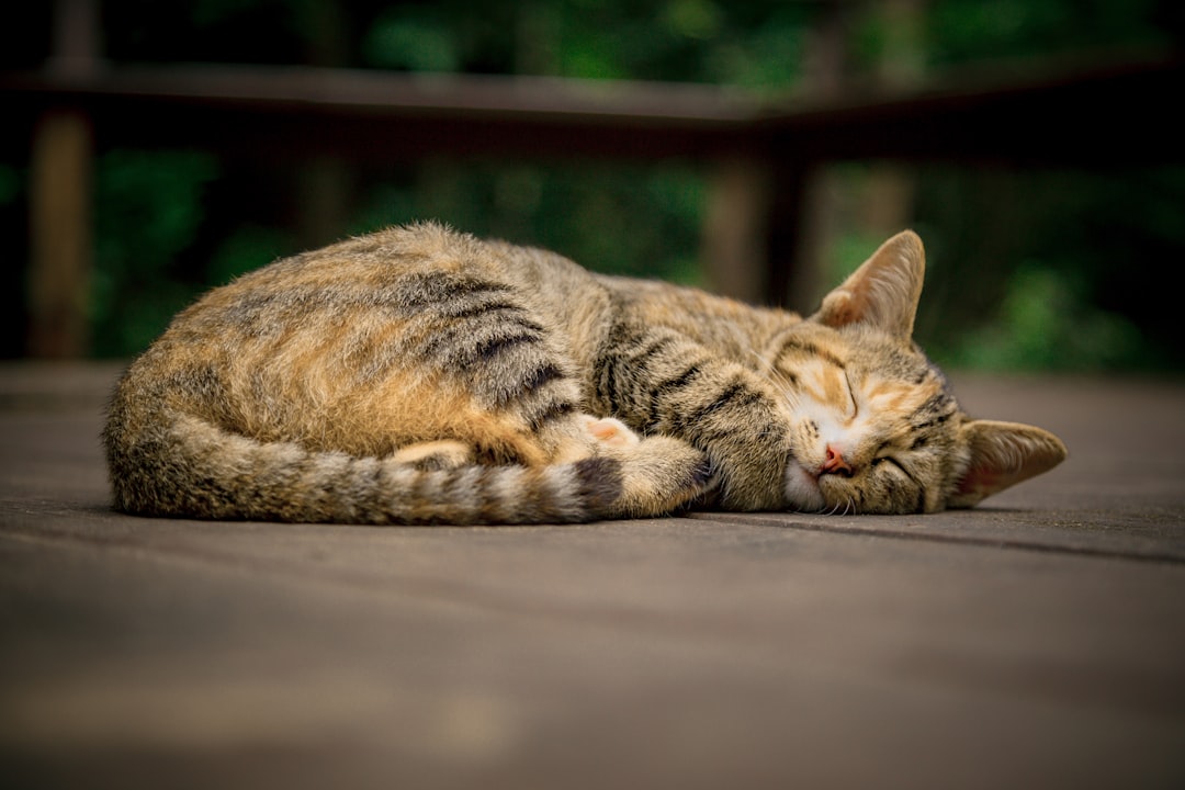 眠っている猫