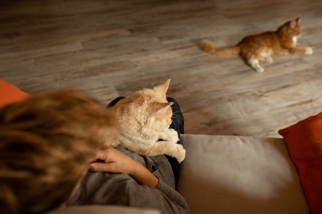 猫をケアする様子