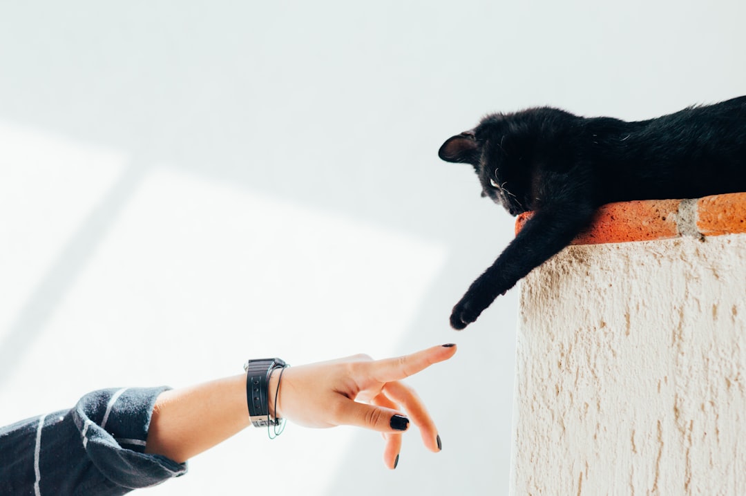 爪とぎをする猫