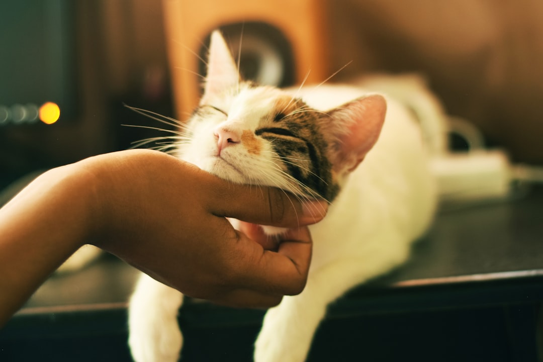 飼い主と過ごす猫