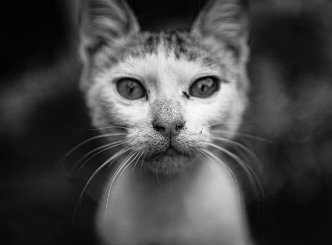 こちらを見る猫