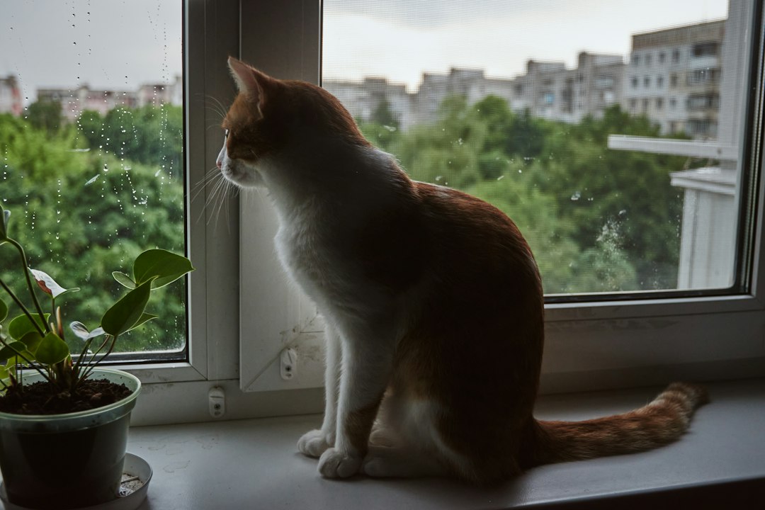 窓辺で猫と過ごす飼い主