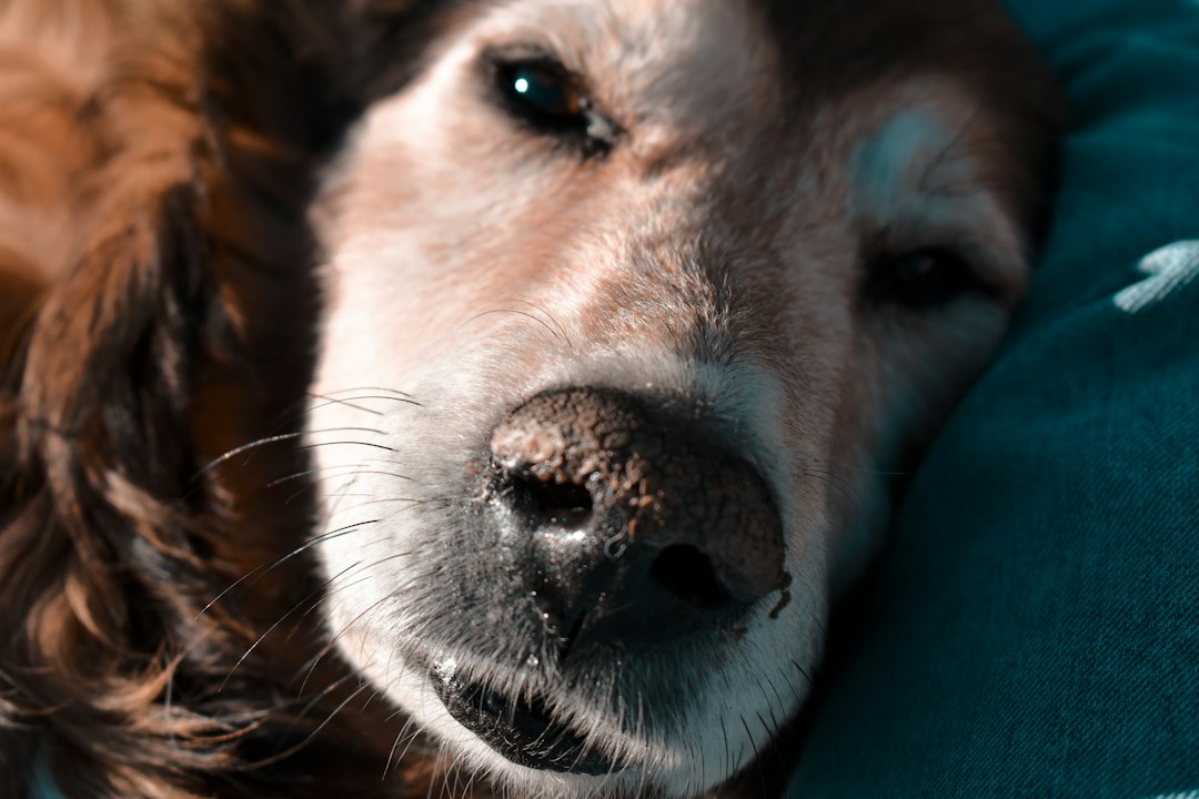 シニア犬に寄り添う飼い主