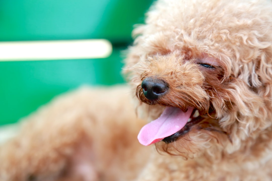 トリミングサロンで手入れを受ける犬
