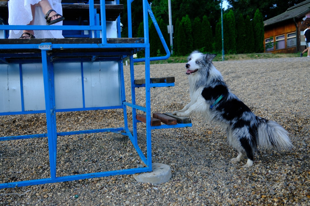 屋外で犬のトレーニングをする様子