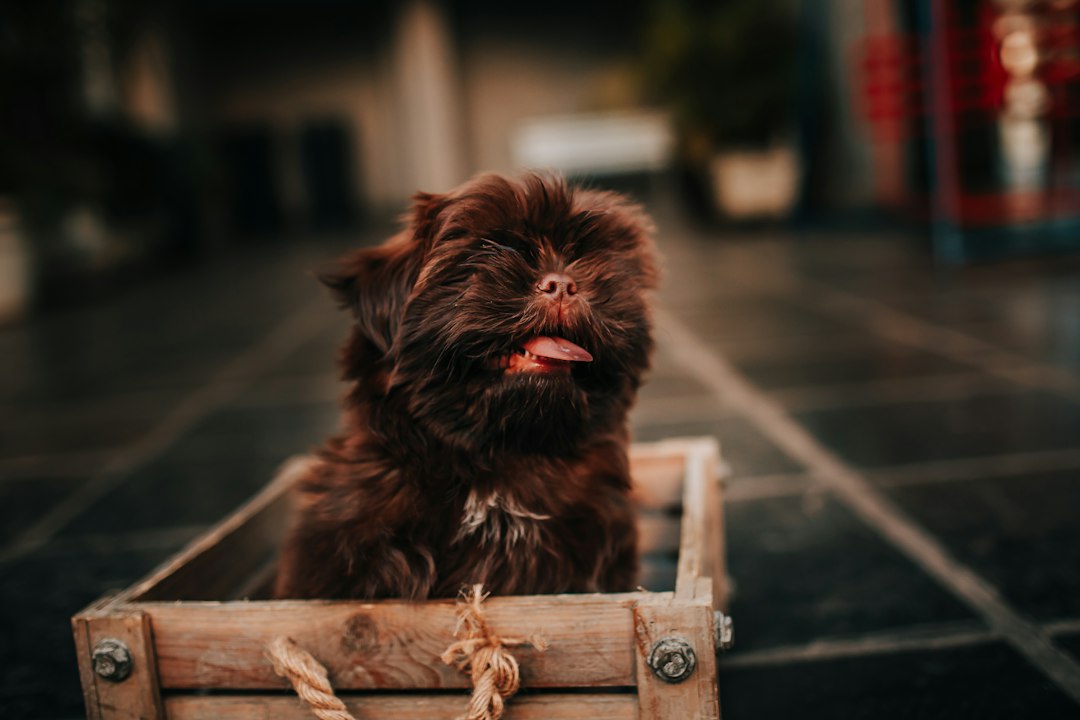 子犬たちのイメージ