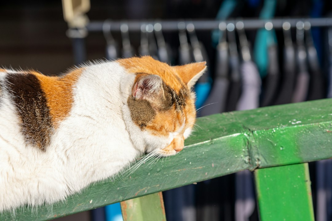 子猫のイメージ